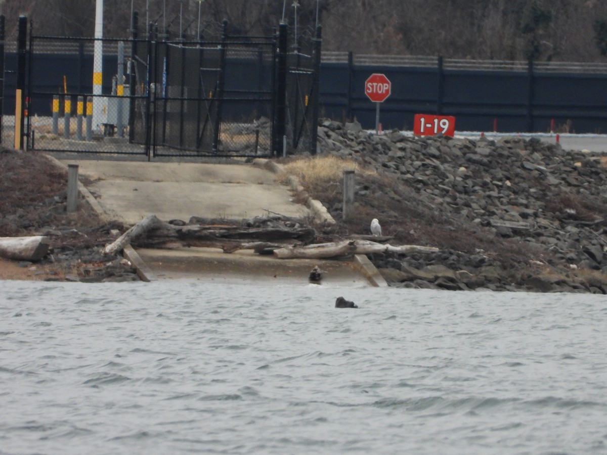 Snowy Owl - ML647584532