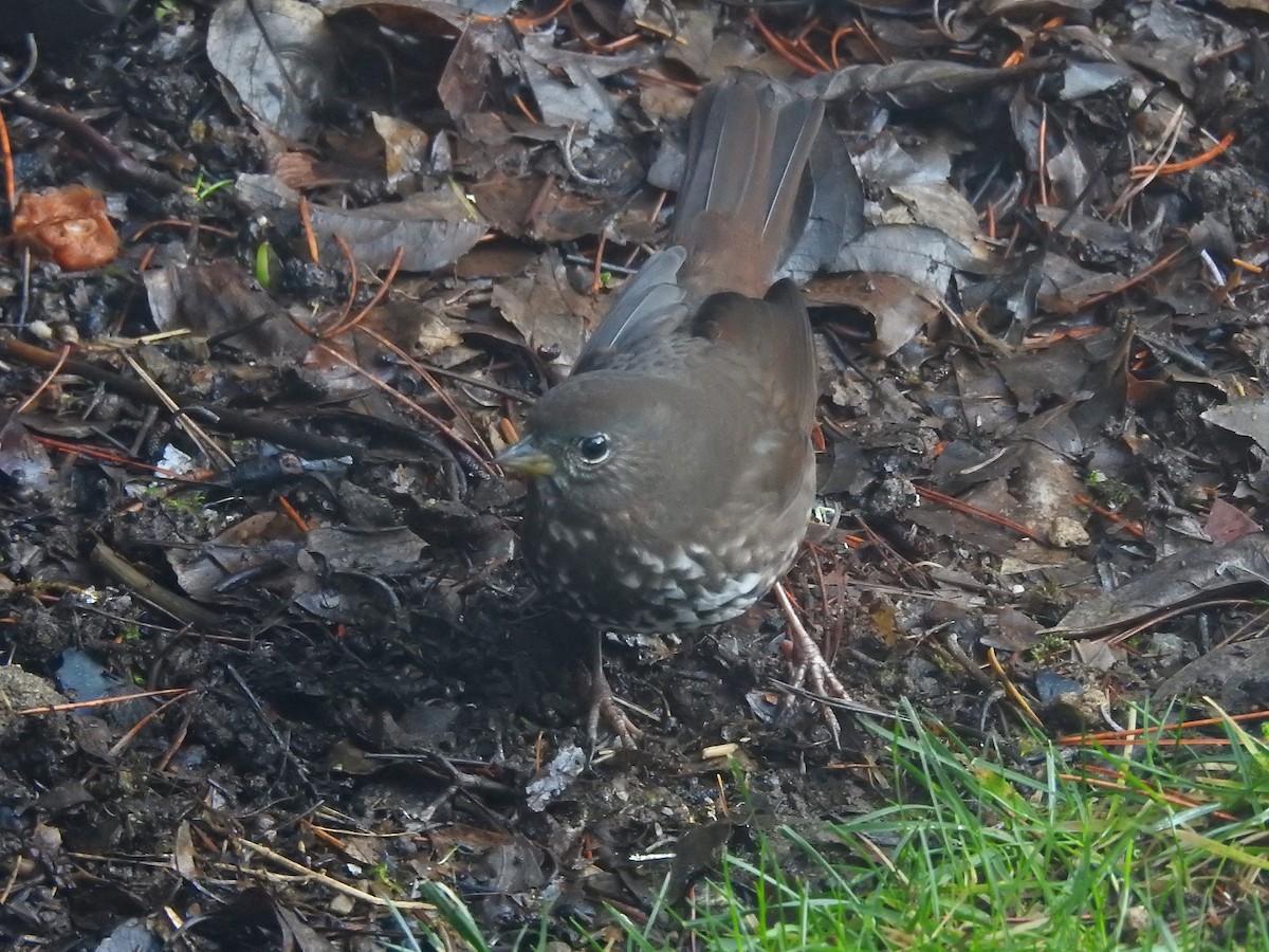 strnadec kaštanový [skupina unalaschcensis] - ML647584535