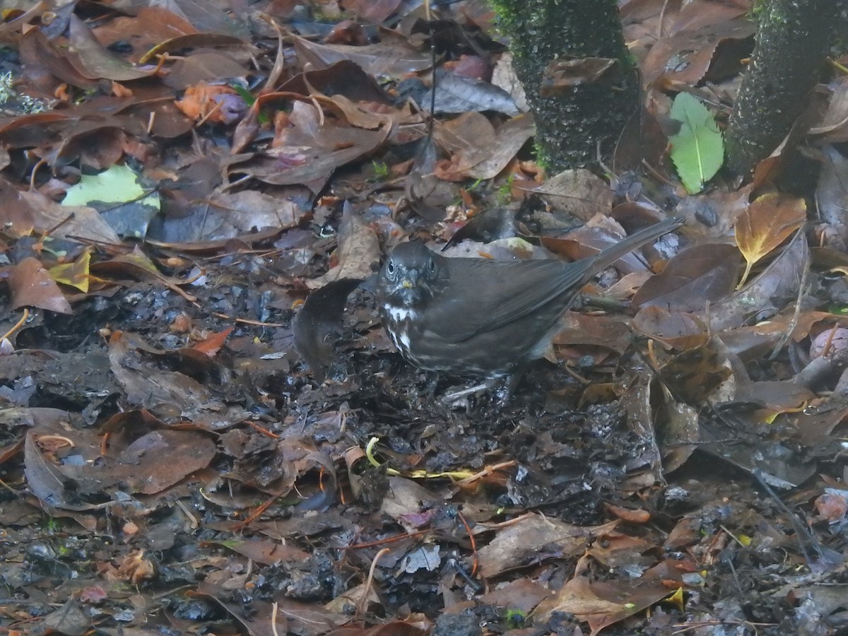 strnadec kaštanový [skupina unalaschcensis] - ML647584538