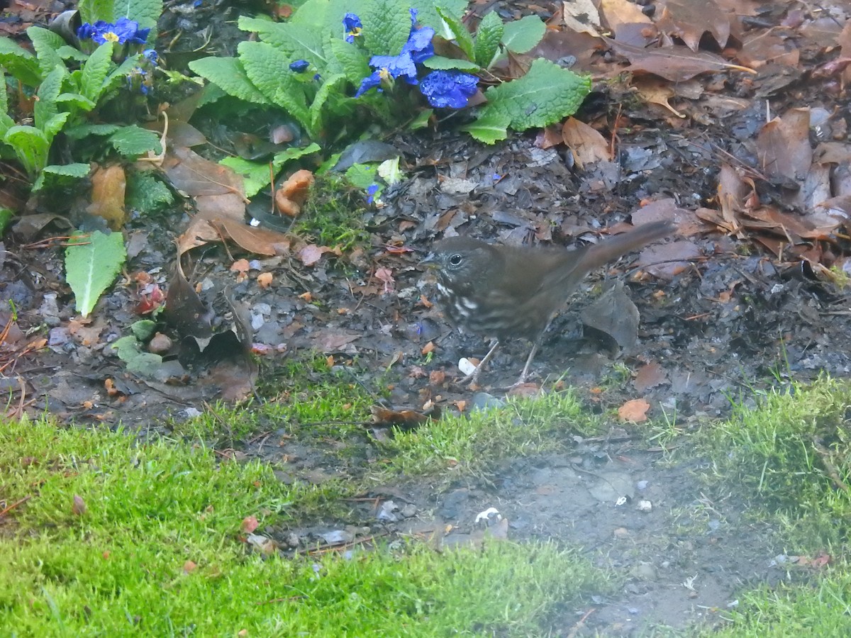 strnadec kaštanový [skupina unalaschcensis] - ML647584539