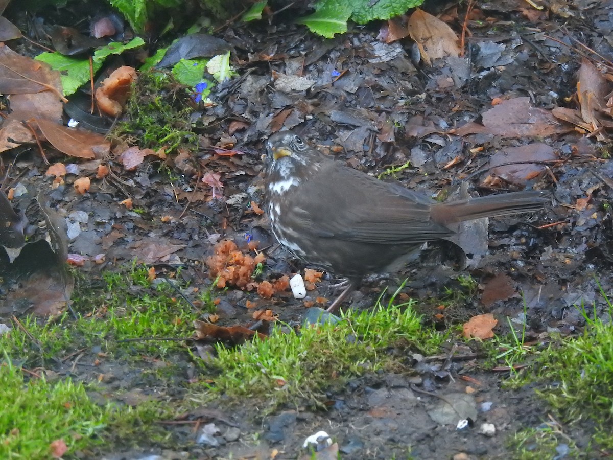 strnadec kaštanový [skupina unalaschcensis] - ML647584541