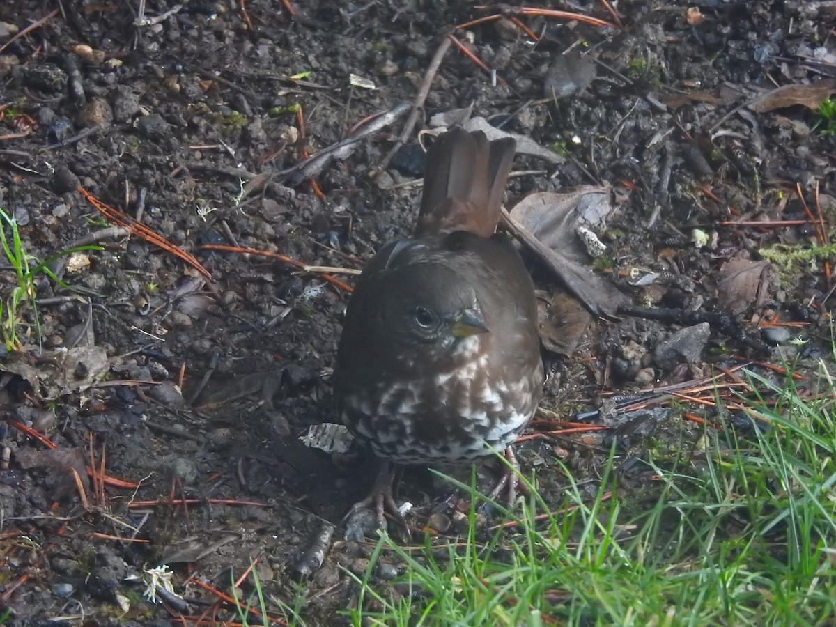 strnadec kaštanový [skupina unalaschcensis] - ML647584542