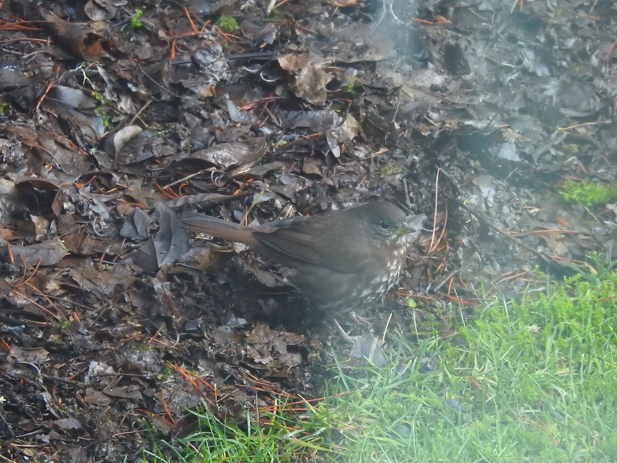 strnadec kaštanový [skupina unalaschcensis] - ML647584545