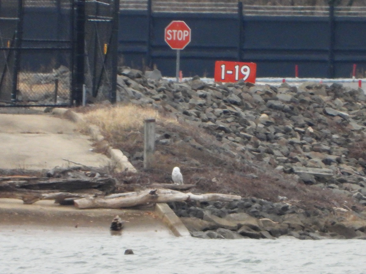 Snowy Owl - ML647584551