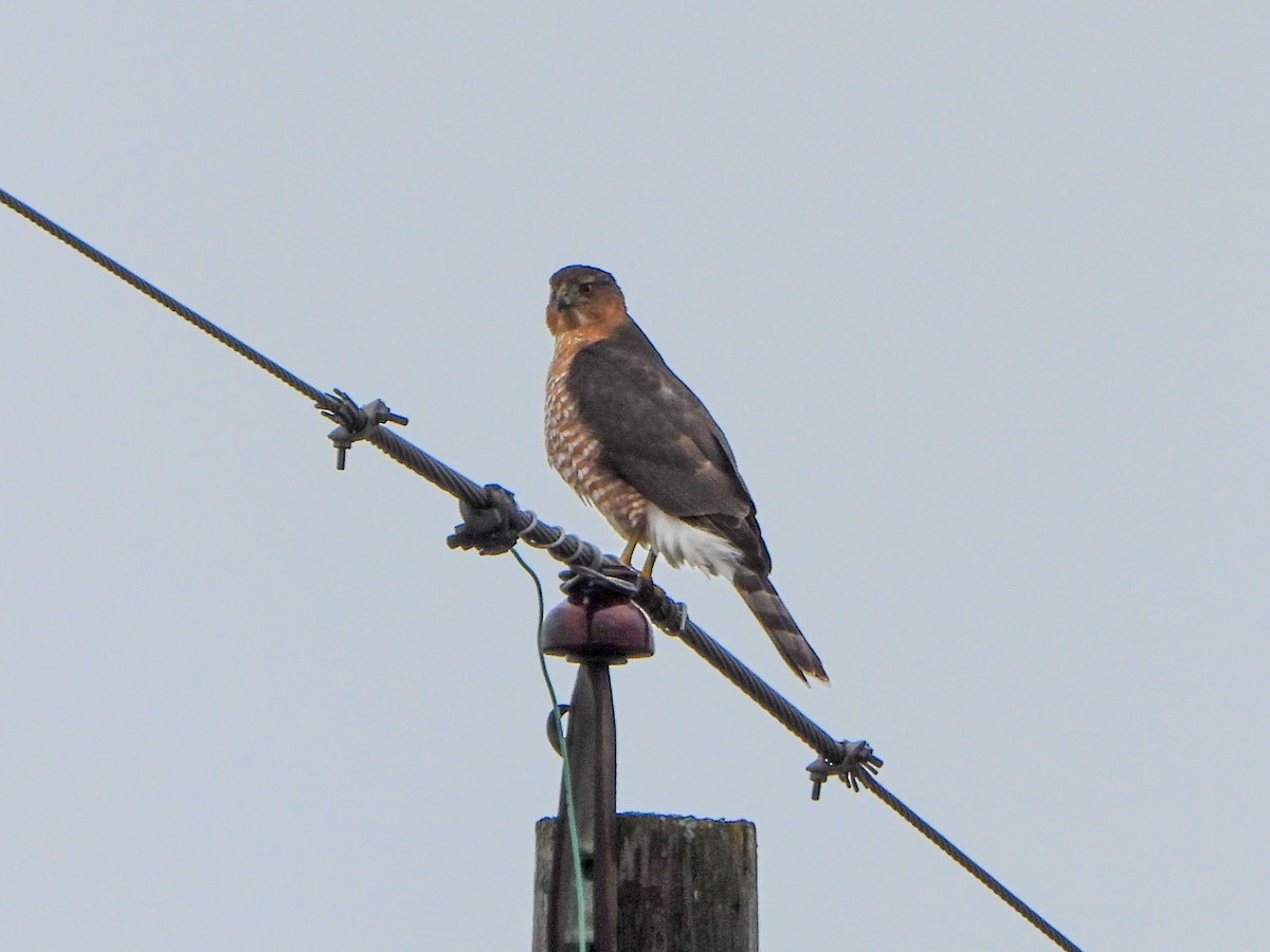 クーパーハイタカ - ML647584566