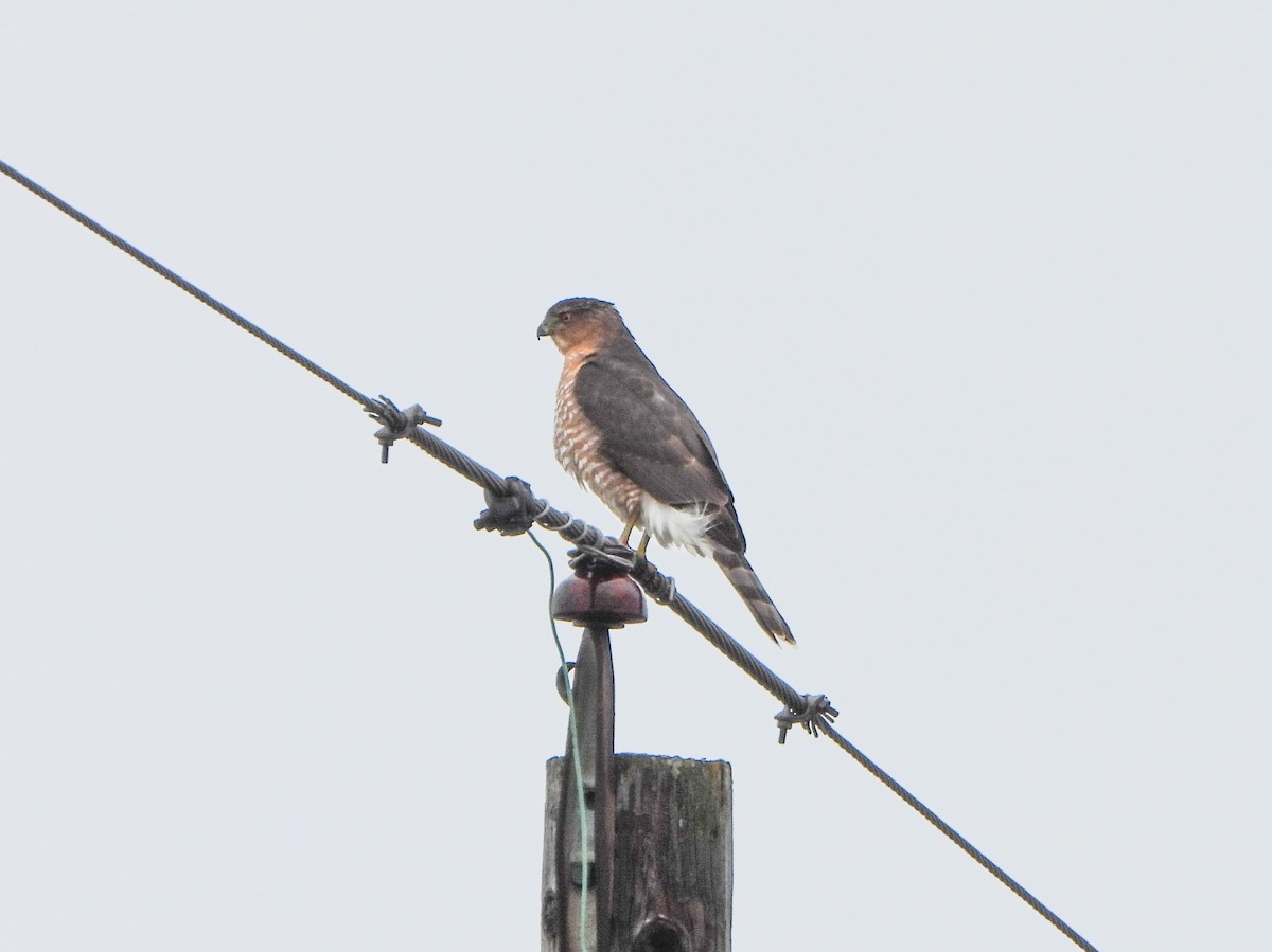 クーパーハイタカ - ML647584567