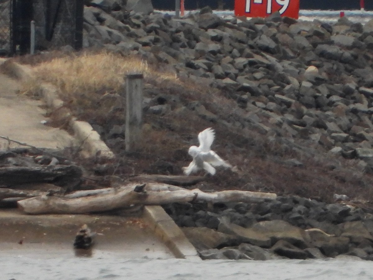 Snowy Owl - ML647584584