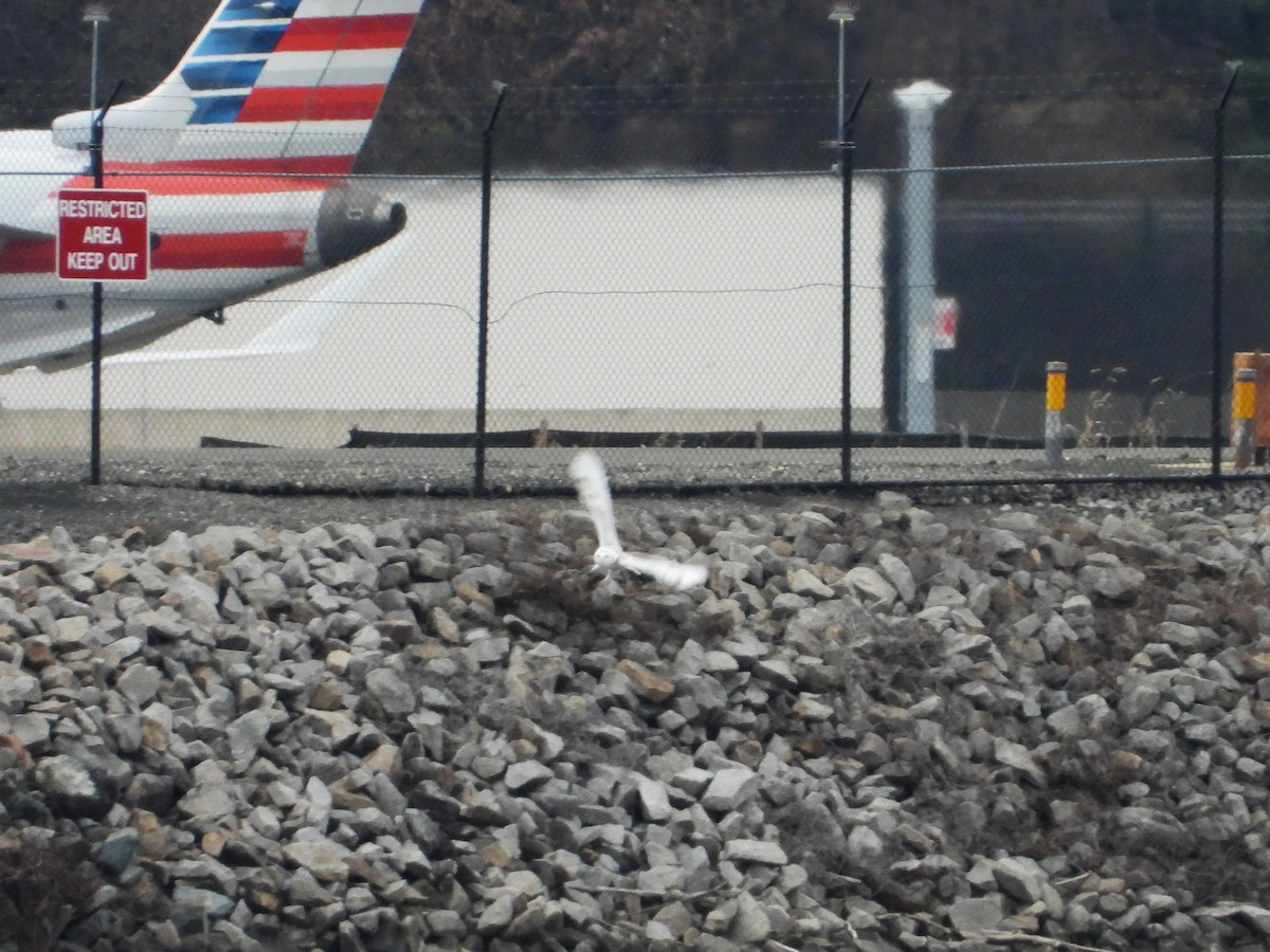 Snowy Owl - ML647584590