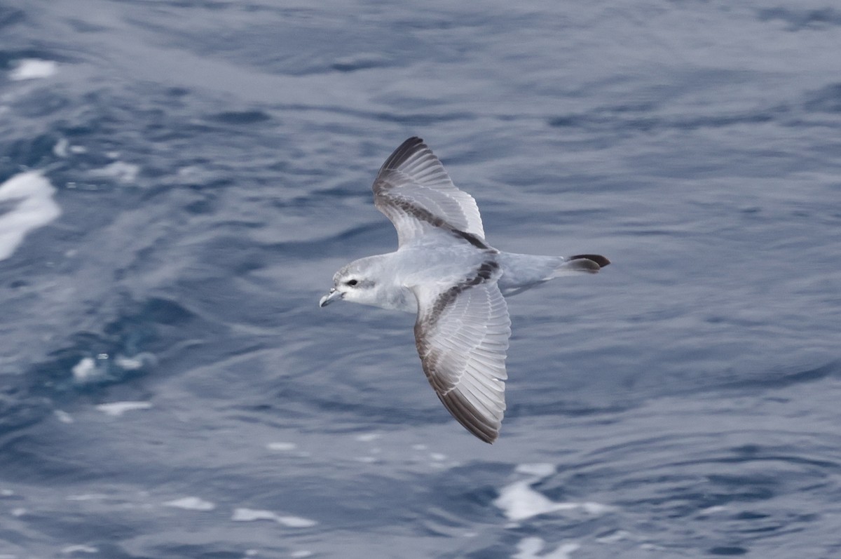 ハシブトクジラドリ - ML647584597