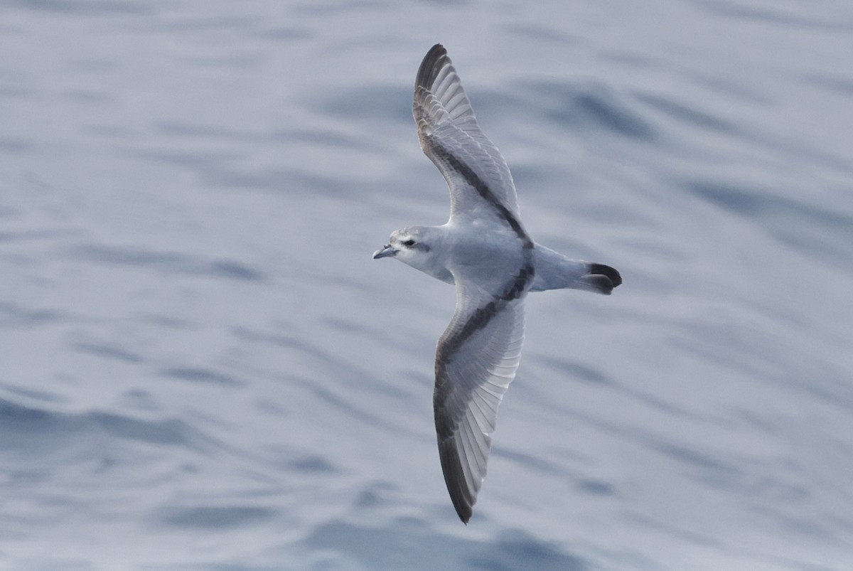 ハシブトクジラドリ - ML647584598