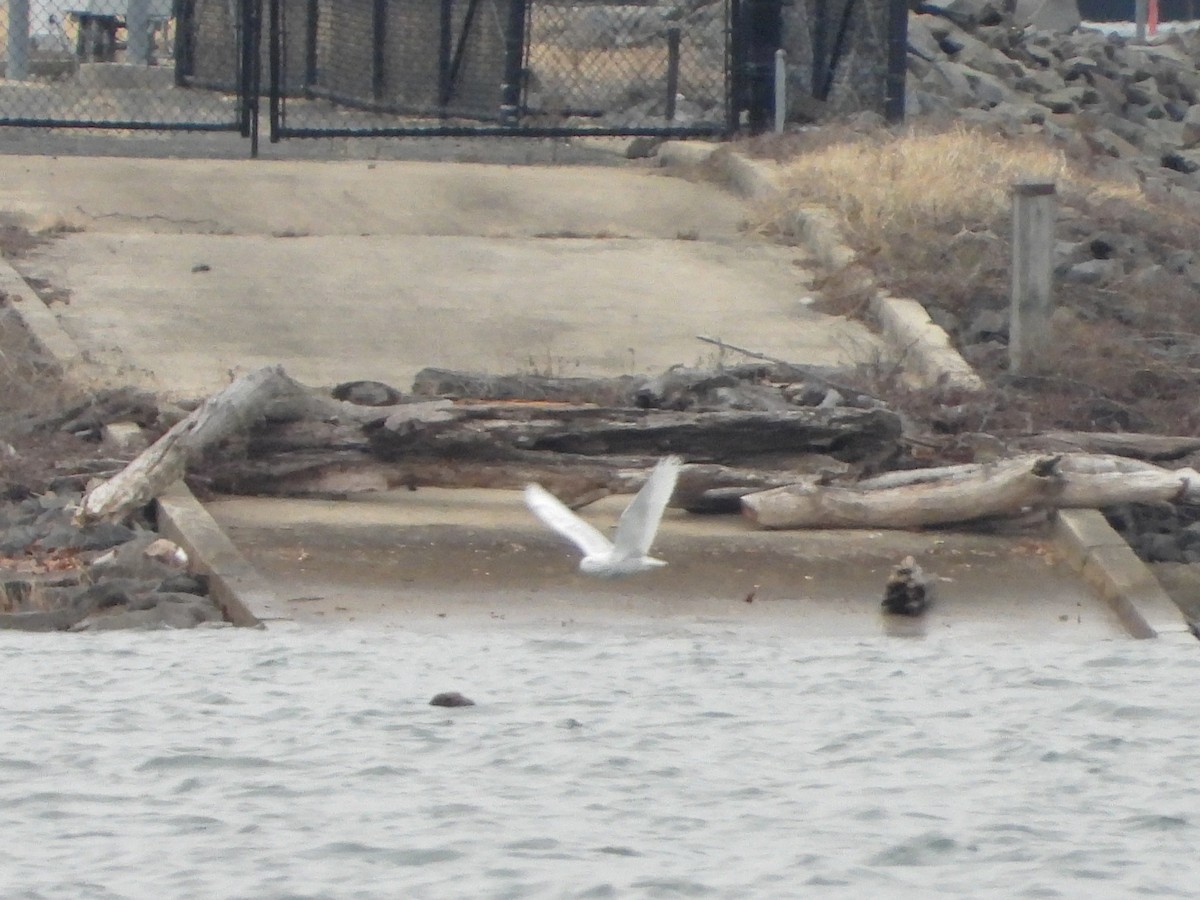 Snowy Owl - ML647584620