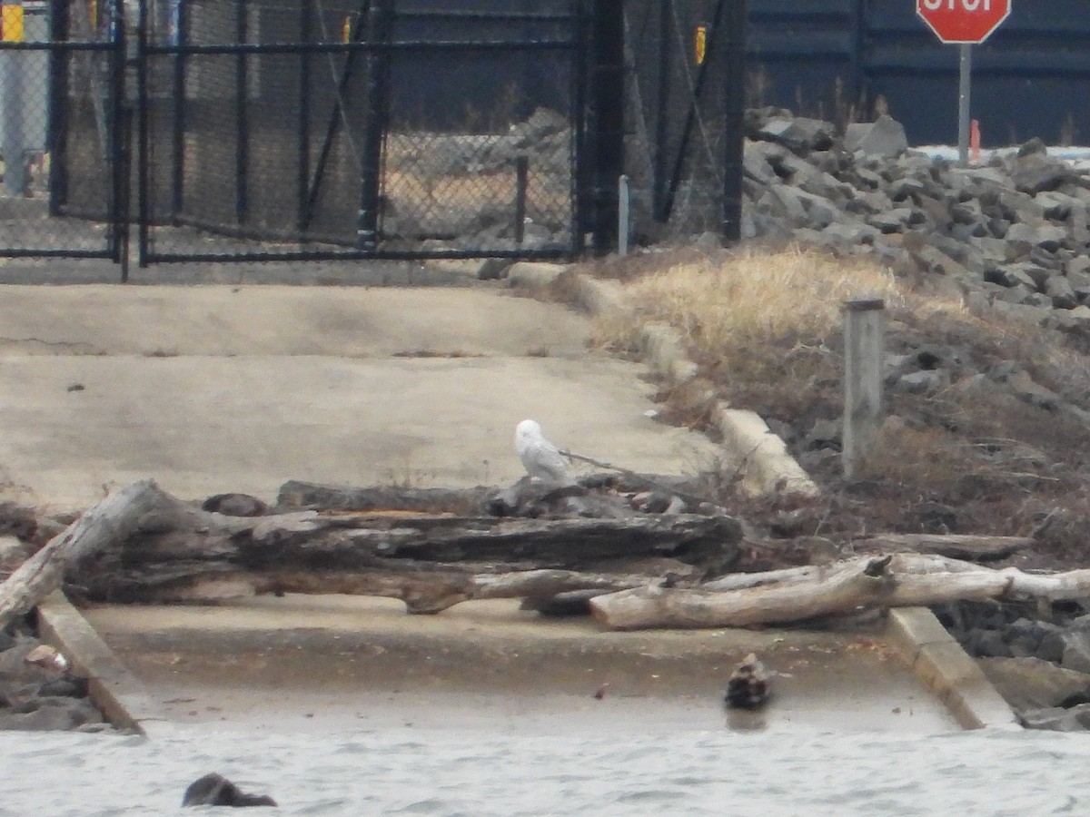 Snowy Owl - ML647584625