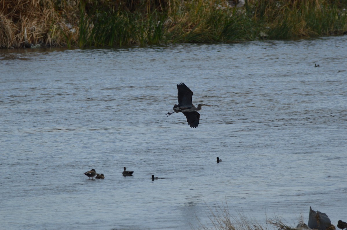 Great Blue Heron - ML647584688