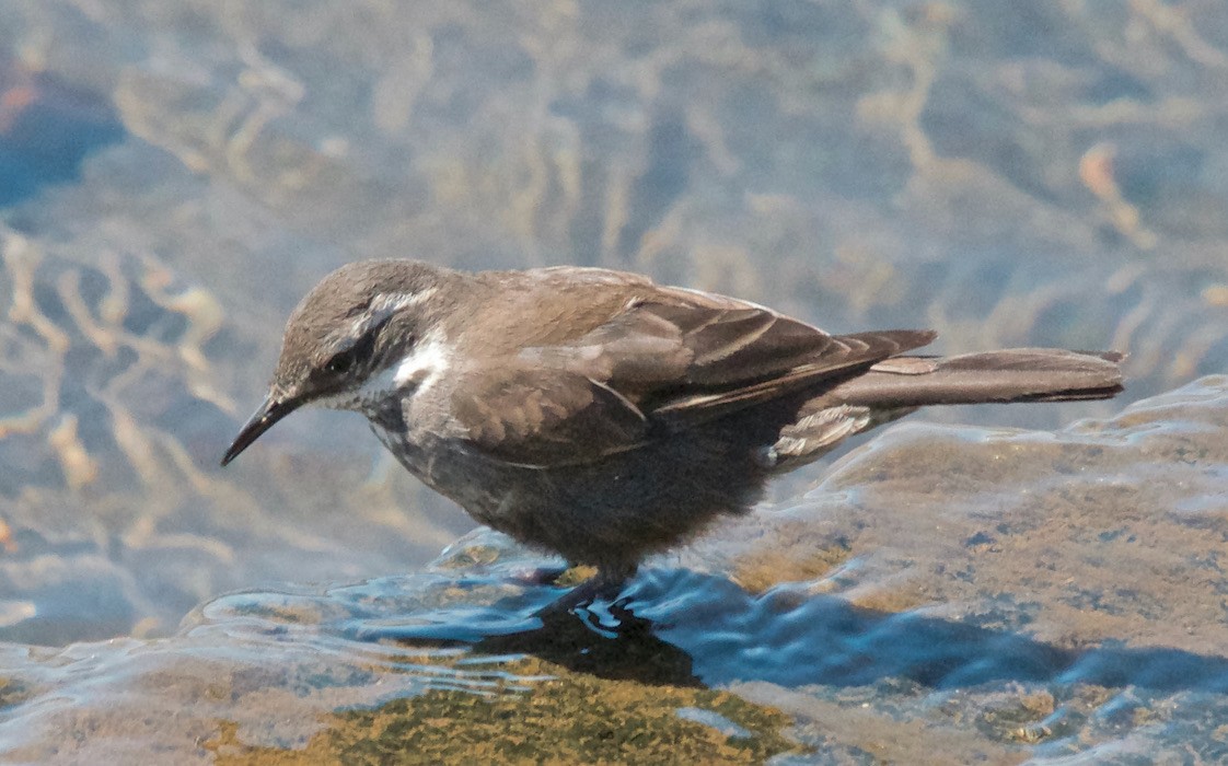 Seaside Cinclodes - ML647584690