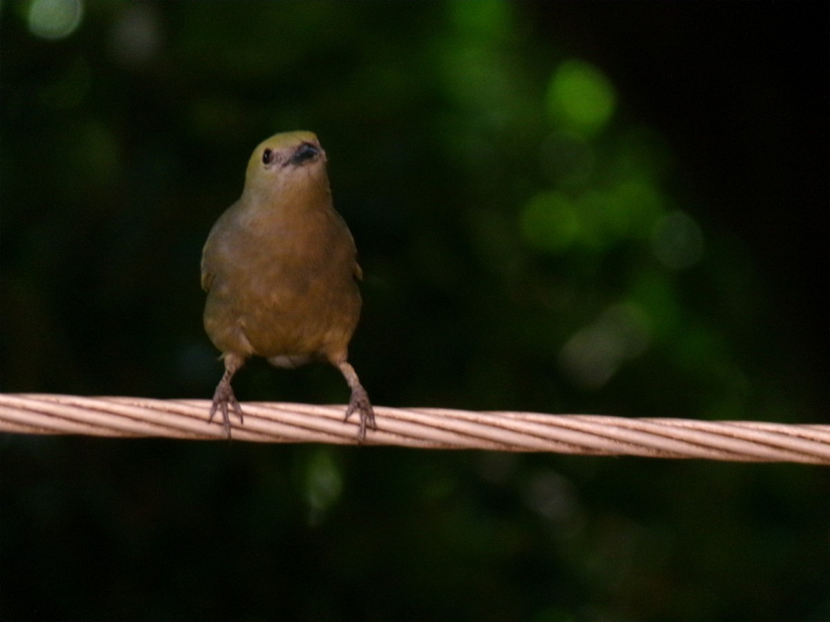 Palm Tanager - ML647584700