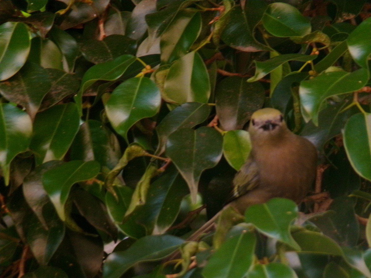 Palm Tanager - ML647584711