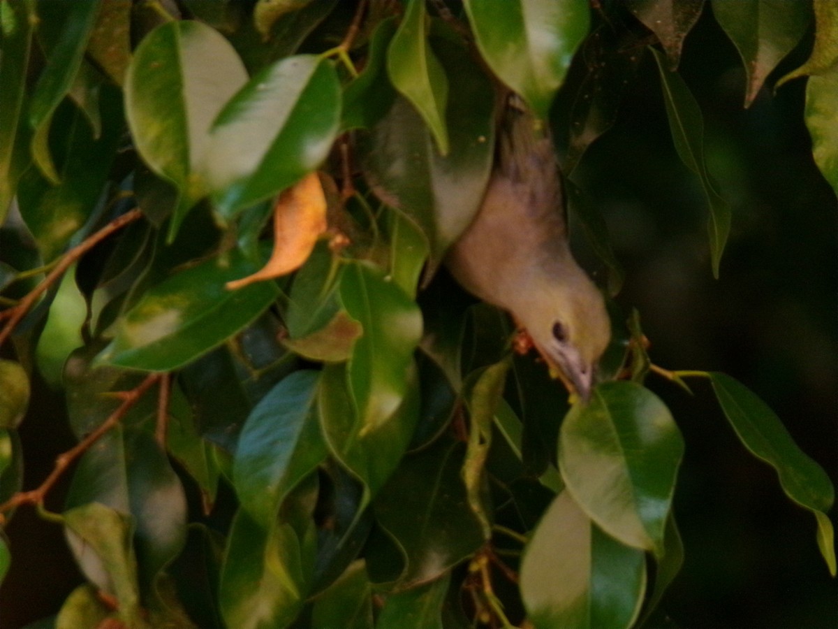 Palm Tanager - ML647584712