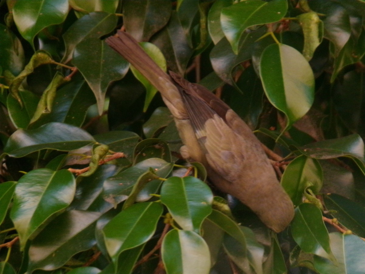 Palm Tanager - ML647584714