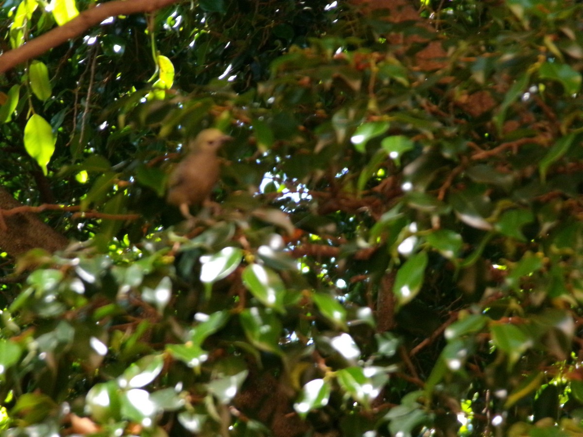 Palm Tanager - ML647584716