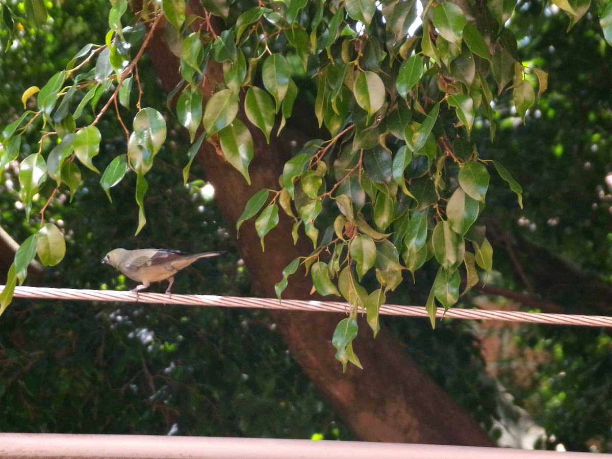 Palm Tanager - ML647584722