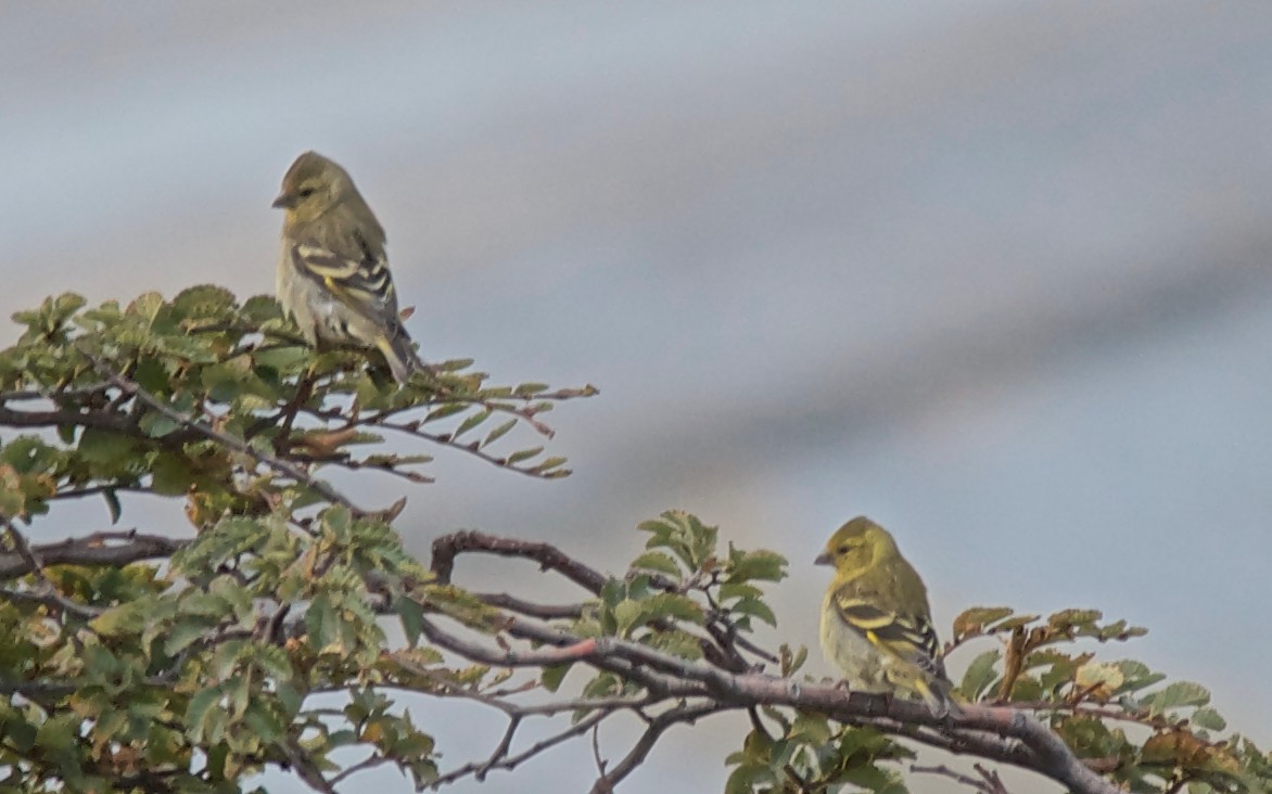 Black-chinned Siskin - ML647584723