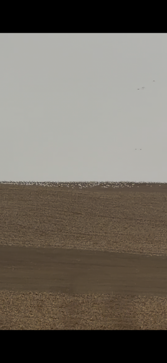 Гуска біла - ML647584741