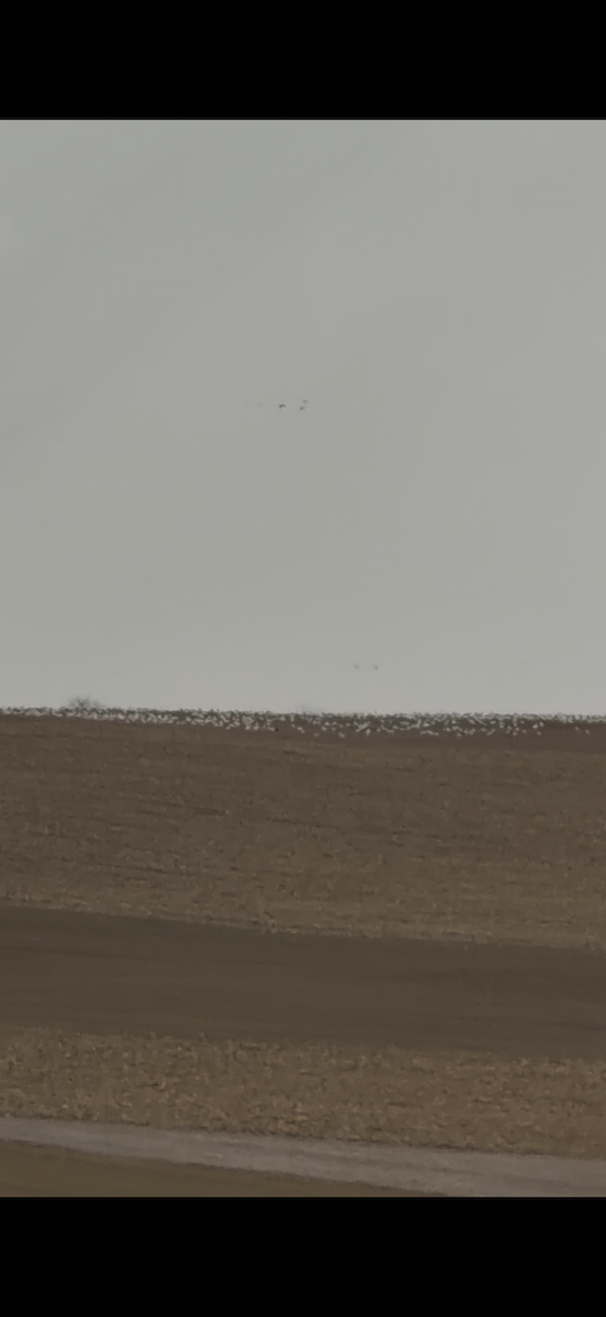 Гуска біла - ML647584742