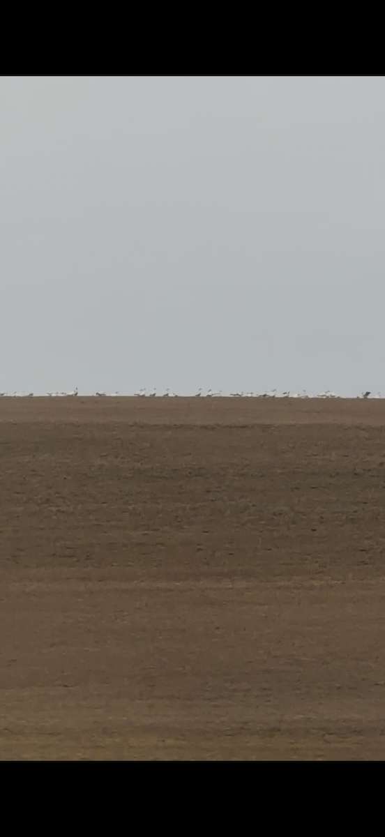 Гуска біла - ML647584743