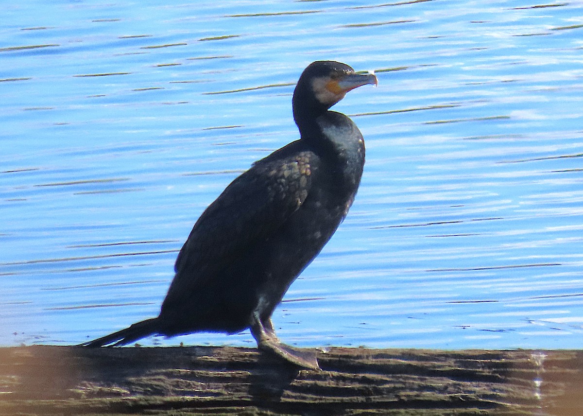 kormorán velký - ML647584769