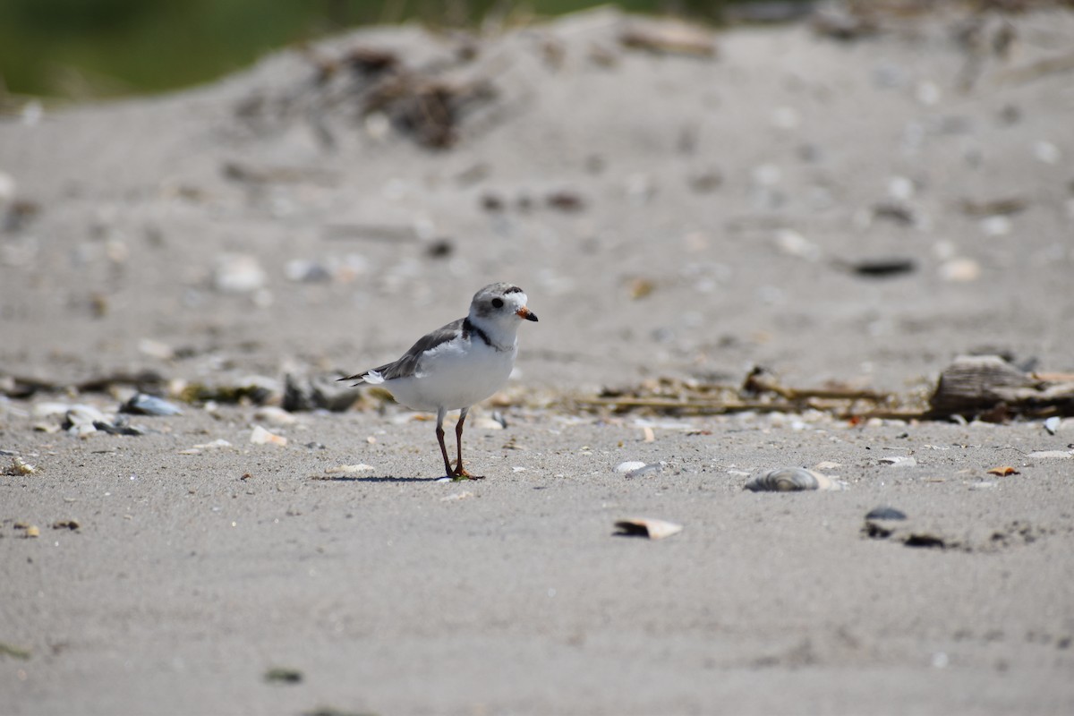 Islıkçı Cılıbıt - ML647584793