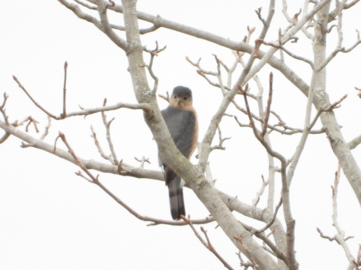 クーパーハイタカ - ML647584794