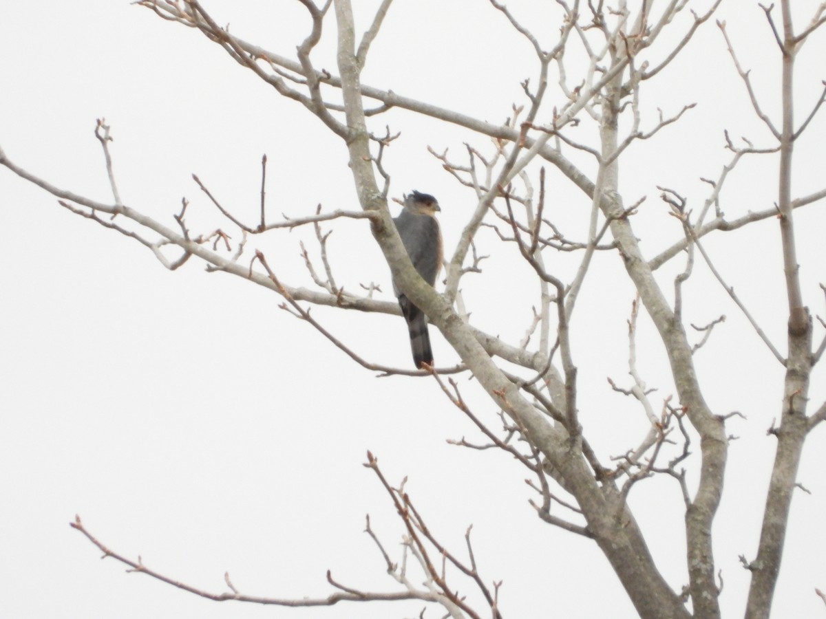 クーパーハイタカ - ML647584798