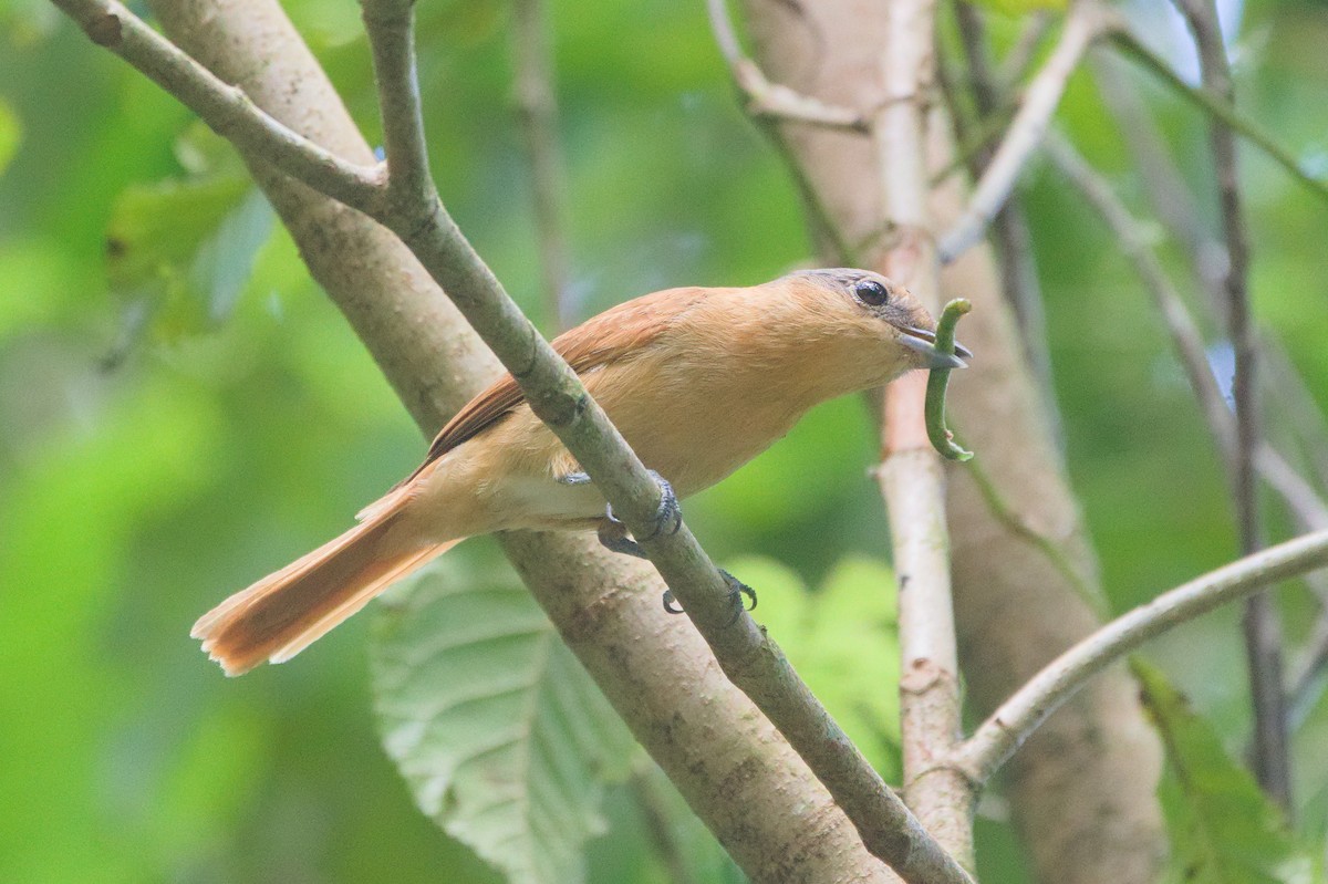 Chestnut-crowned Becard - ML647584800