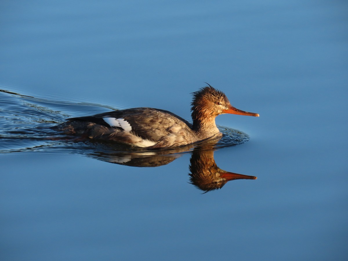 Red-breasted Merganser - ML647584808