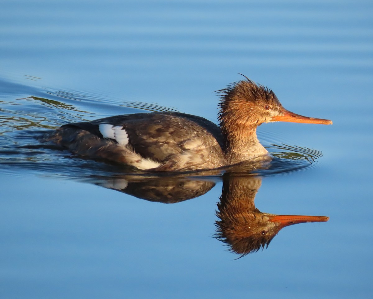 Red-breasted Merganser - ML647584809