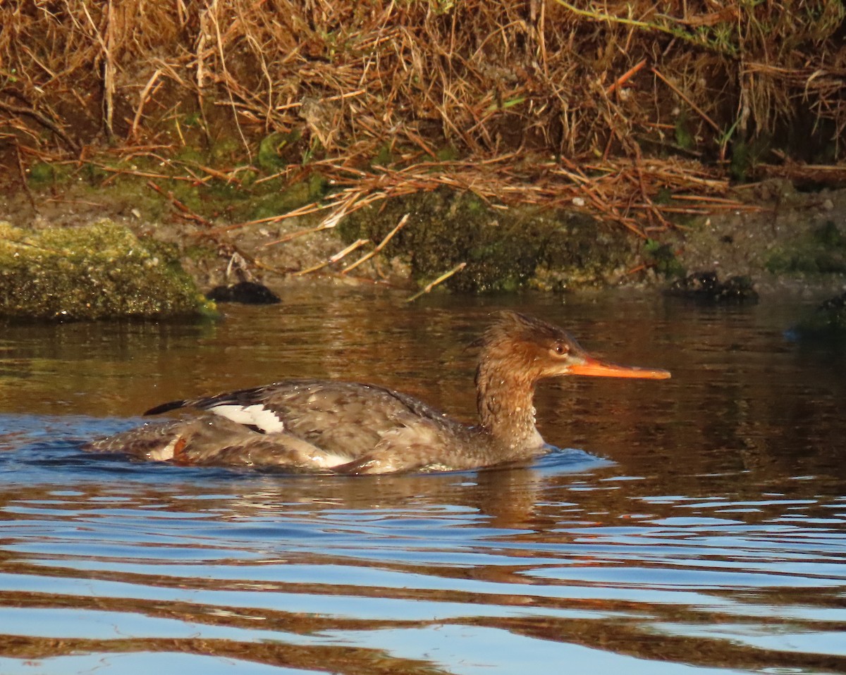 Red-breasted Merganser - ML647584810