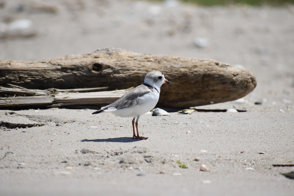 Islıkçı Cılıbıt - ML647584811