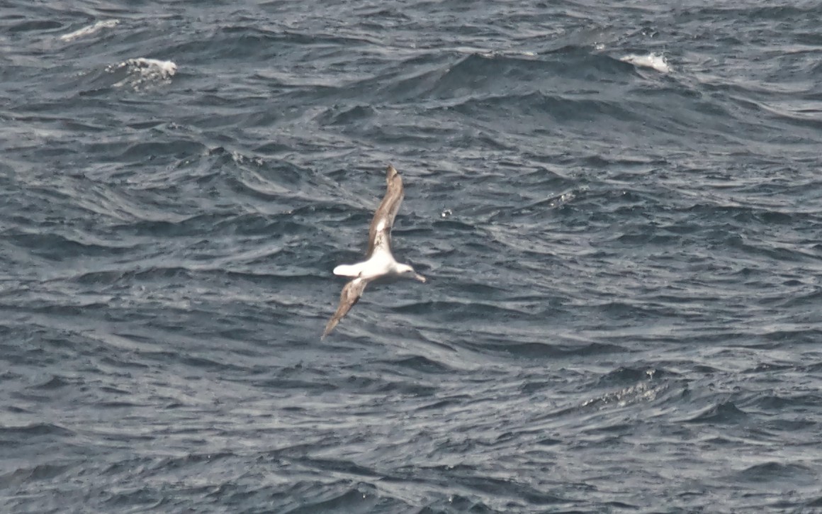 Southern Royal Albatross - ML647584812