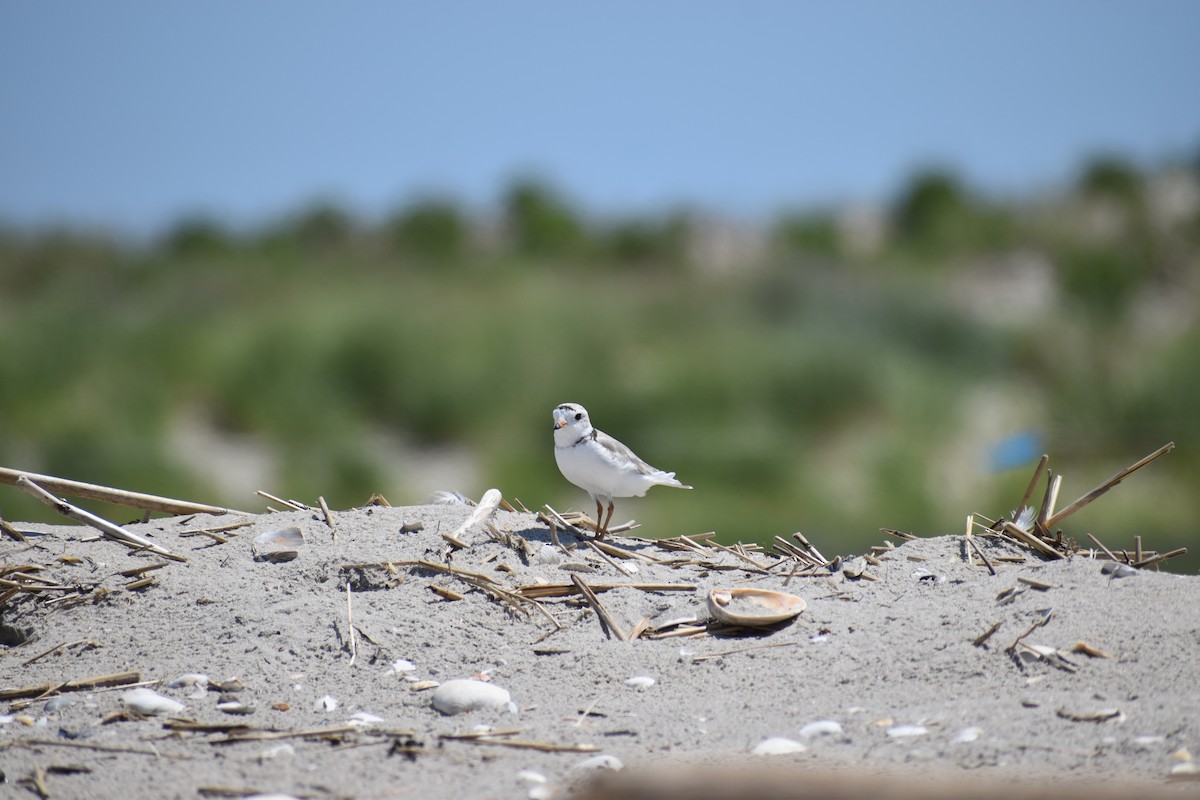 Islıkçı Cılıbıt - ML647584835