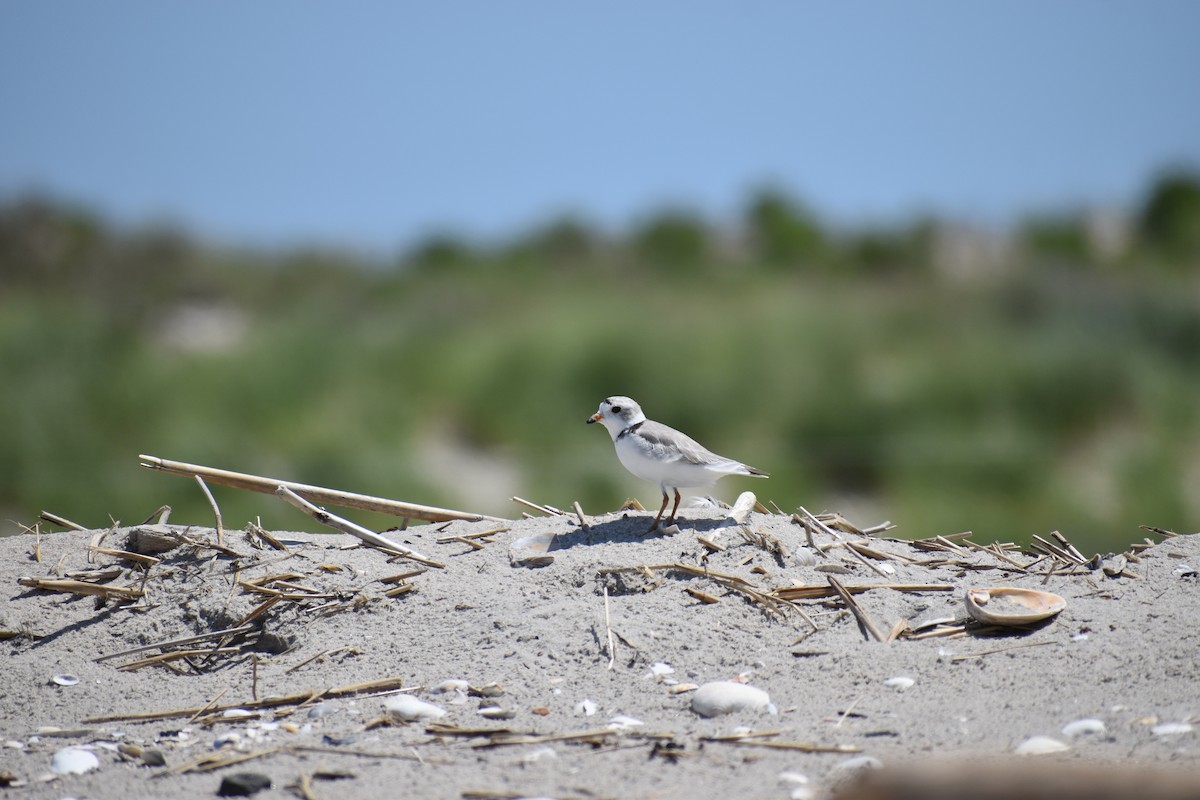 Islıkçı Cılıbıt - ML647584840