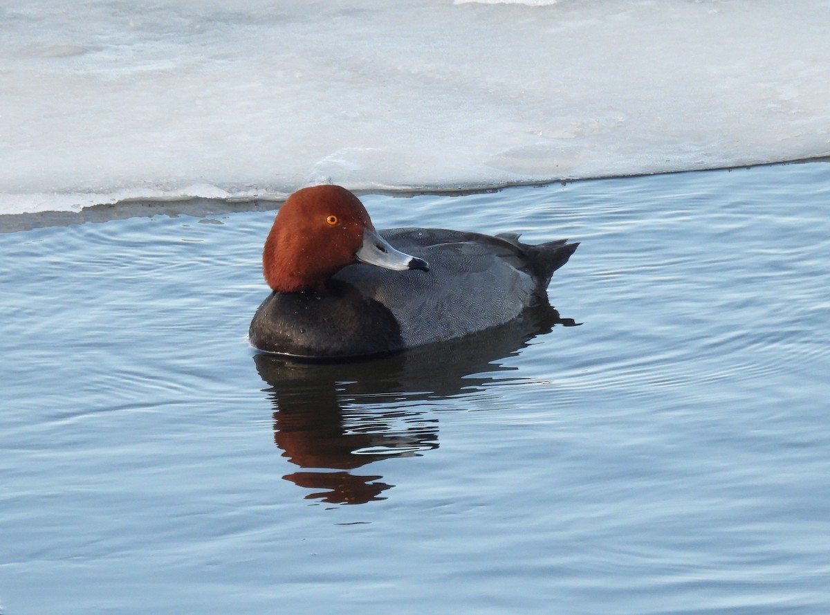 Porrón Americano - ML647584874