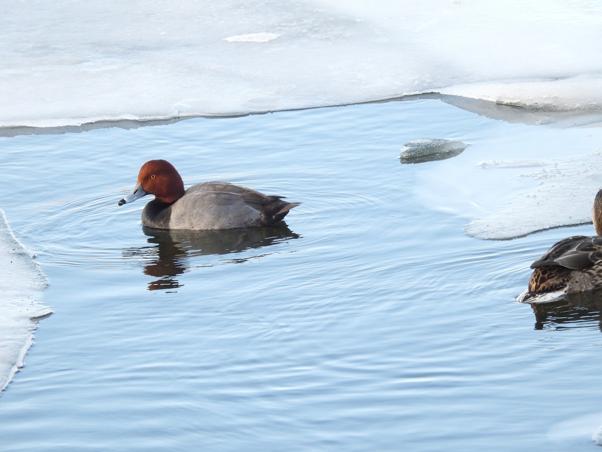 Porrón Americano - ML647584876