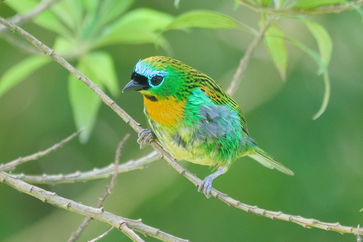 ヤイロフウキンチョウ - ML647584929