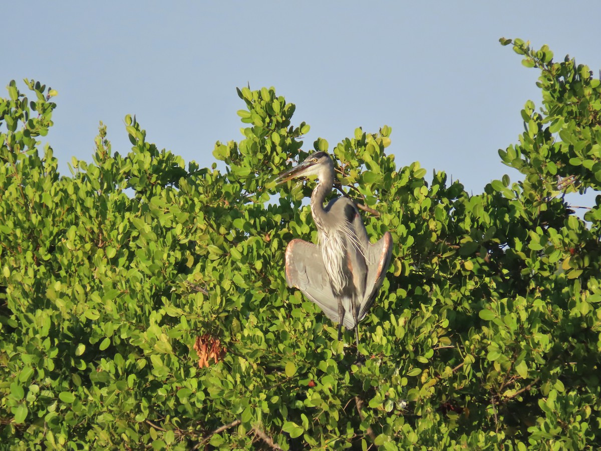 Great Blue Heron - ML647584984