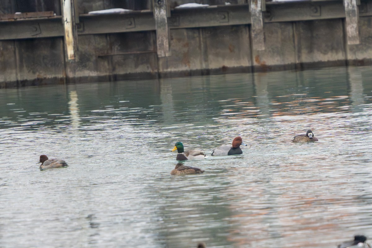 Porrón Americano - ML647584990