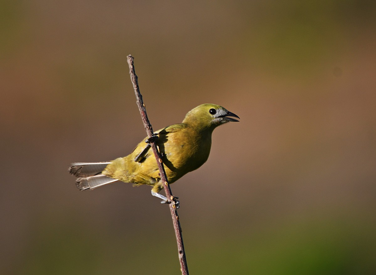 Palm Tanager - ML647585024