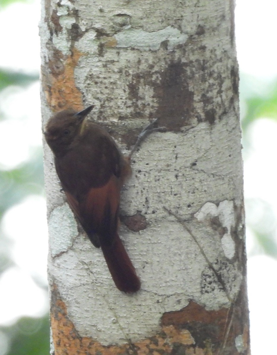 Hellschwingen-Baumsteiger - ML647585027