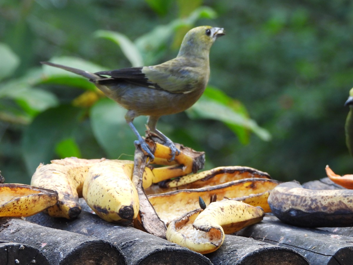 Palm Tanager - ML647585033