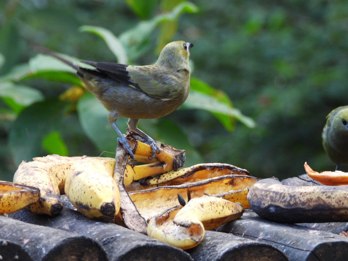 Palm Tanager - ML647585034