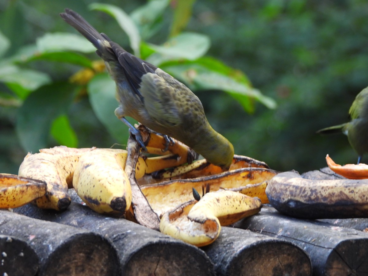 Palm Tanager - ML647585035